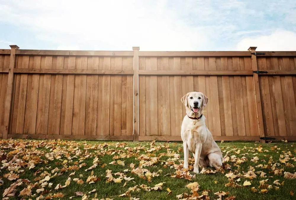 Happy Labrador retriever sitting on green grass covered with autumn leaves in front of a tall wooden privacy fence under a clear blue sky, showcasing quality craftsmanship by Lafayette fence company